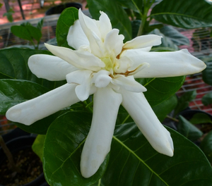 Heaven Scent Tahitian Gardenia, Star of Tahiti, Tiare, Gardenia taitensis 'Heaven Scent'